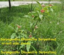 Sarpagandha (Rauwolfia Serpentina)